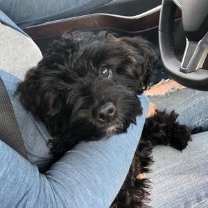 Meet your Posher, Ali